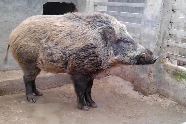 野猪种猪多少钱一头