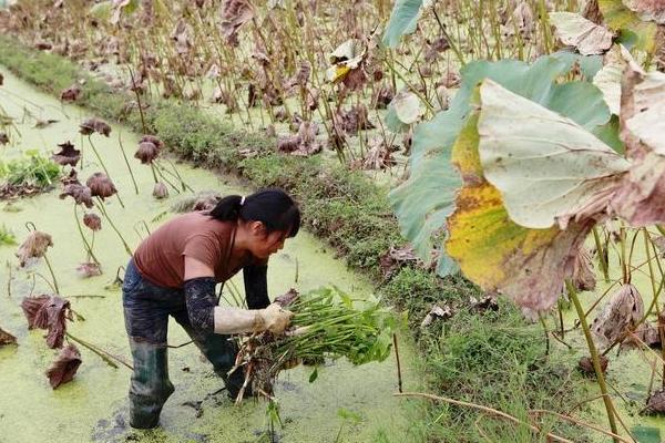 茨菇什么季节上市