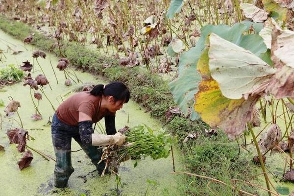 茨菇亩产量多少斤