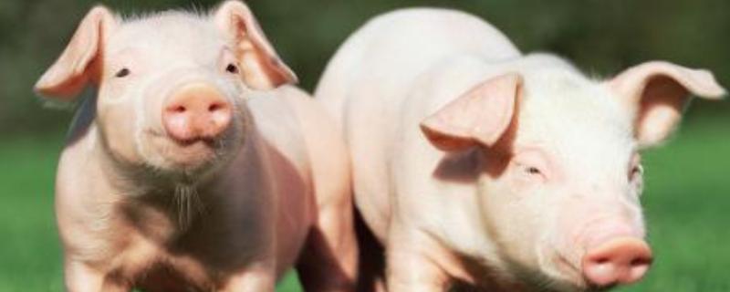 三十二种常见的猪病有哪些