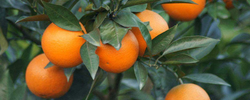 脐橙的种类有哪些