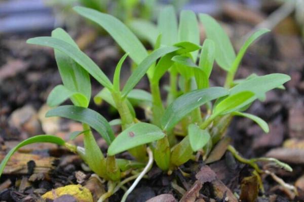 霍山石斛种植方法