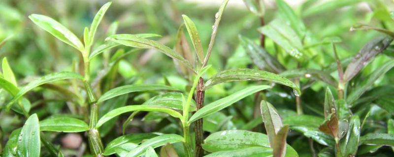 铁皮石斛的种植要求