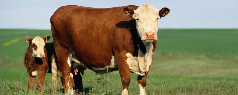 养殖肉牛利润与成本