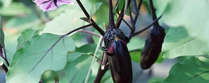 茄子怎么种植方法