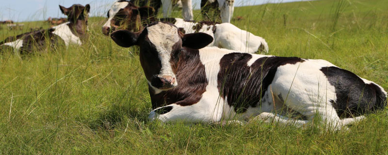 奶牛养殖现状分析