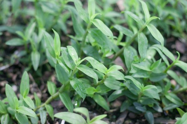 石斛用什么肥料好？生长季节要追肥，常施叶面肥