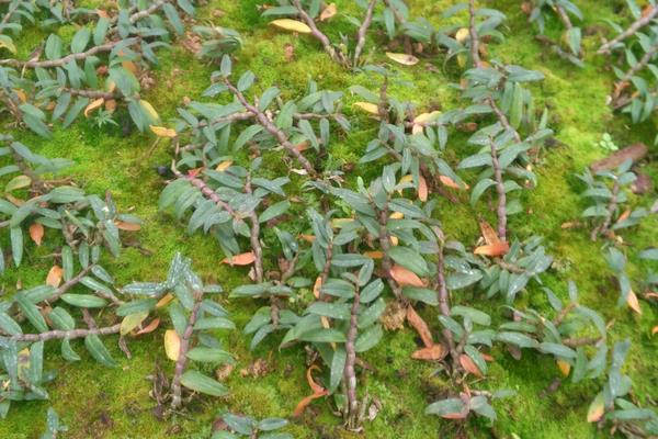 石斛用什么肥料好？生长季节要追肥，常施叶面肥