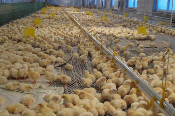 5万只蛋鸡养鸡场投资多少？年利润多少？