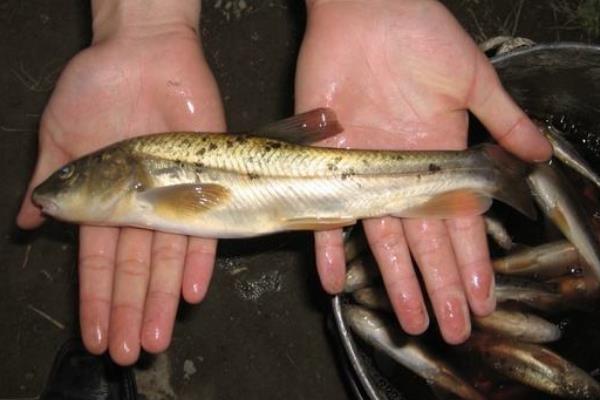 野生裂腹鱼多少一斤，野生裂腹鱼怎样钩鱼