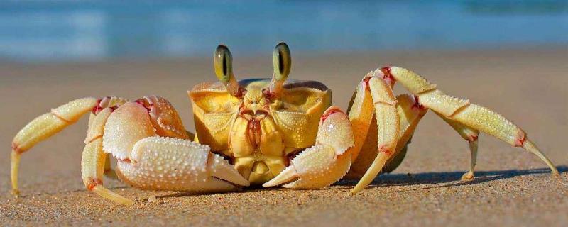 螃蟹黄苦还能吃吗
