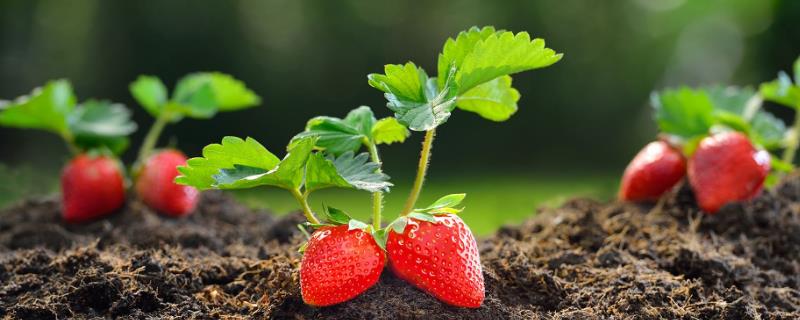 种植草莓需要多少资金