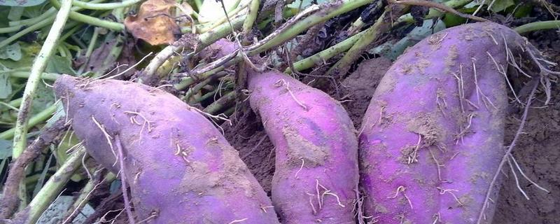 一亩紫薯的利润有多少