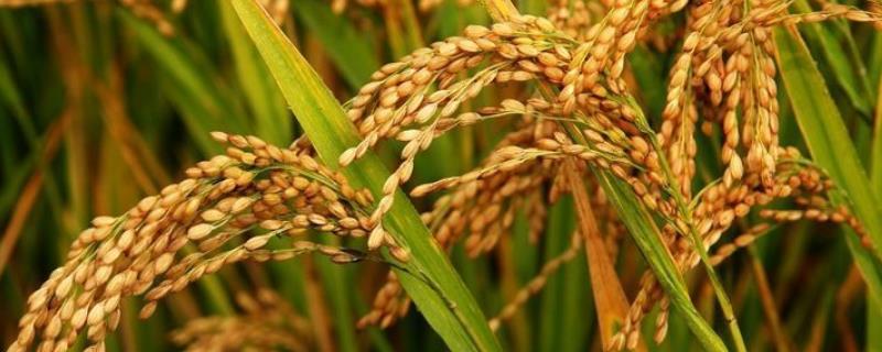 旱稻一亩收多少斤
