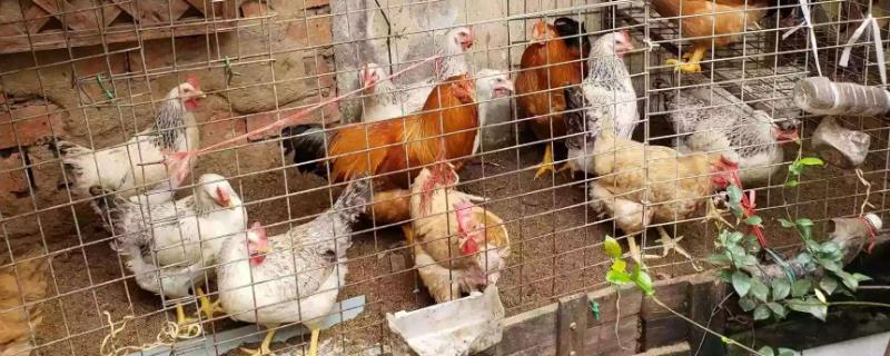 发酵床养鸡为什么大型养殖场没有用
