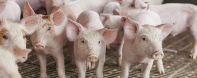养几头猪一年能挣5万