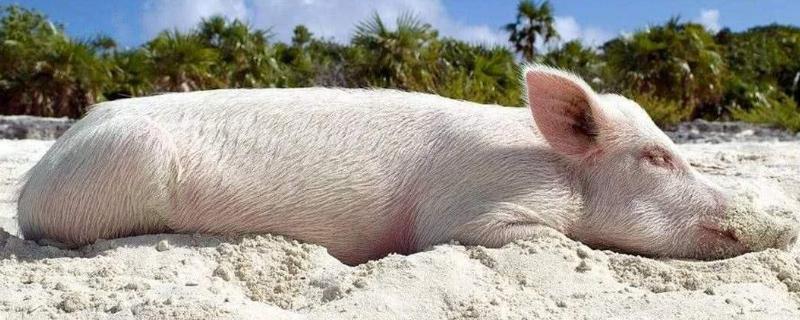 世界上最重的猪有多少斤