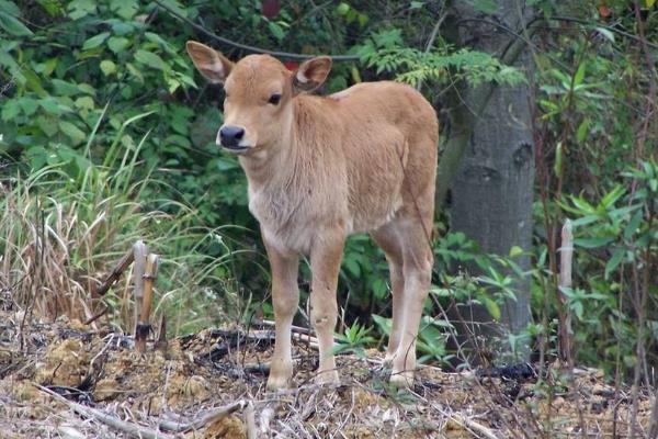 新生牛犊最佳吃奶时间，呛着了咳嗽怎么办？