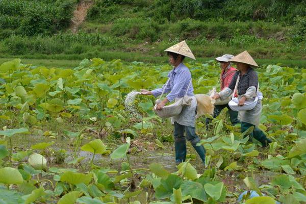 经济最佳施肥量