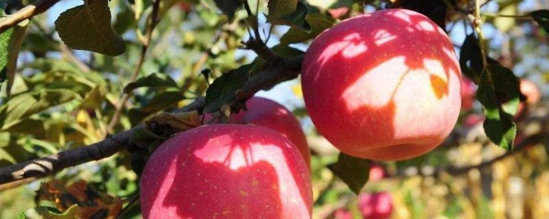陕西洛川苹果多钱一斤