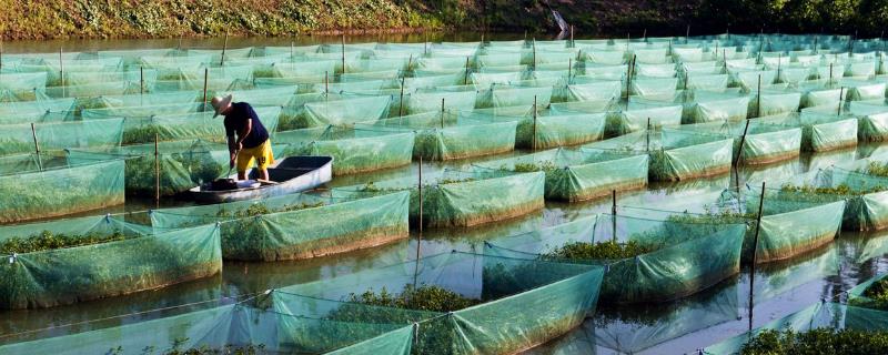 现在黄鳝养殖的最大问题是什么
