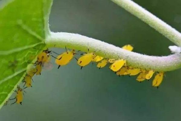 花椒蚜虫防治农药，打什么药效果好？