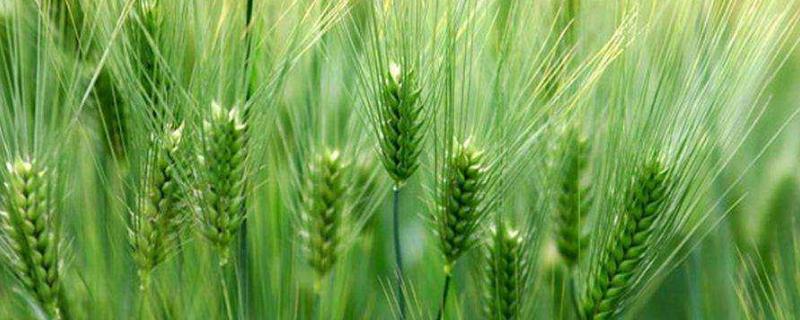 小麦施肥的时间及方法