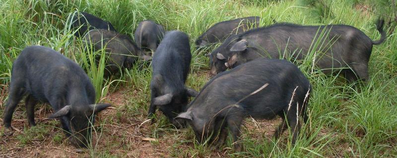 瘦肉率最高的黑猪品种有哪些