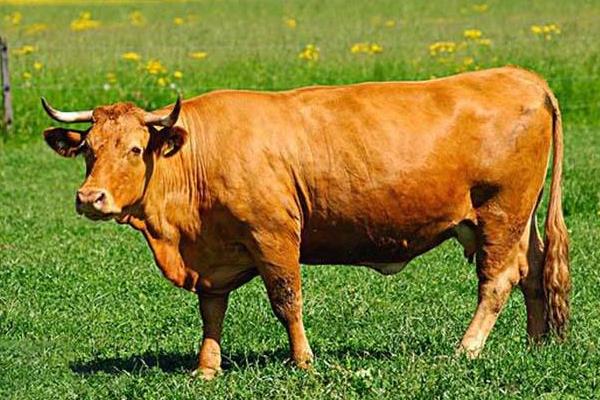 肉牛多少一斤？一年的肉牛能卖多少钱