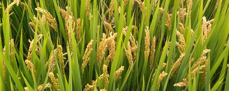 高产水稻品种有哪些