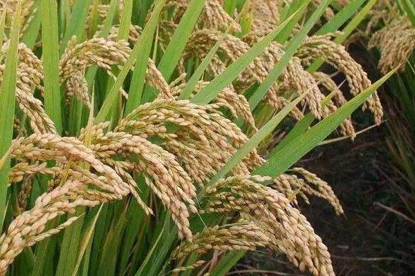 高产水稻前十名的品种（附亩产斤数），超级水稻种子前十名
