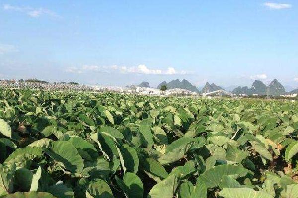 芋头怎么种植方法，附高产栽培管理技术