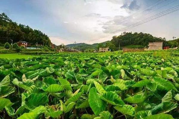 芋头怎么种植方法，附高产栽培管理技术