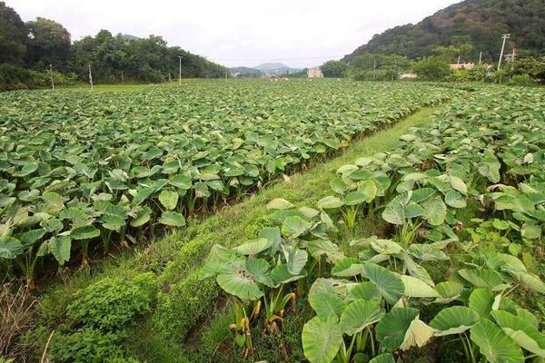 芋头怎么种植方法，附高产栽培管理技术