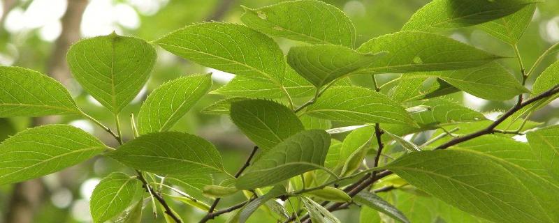 杜仲树种植几年见效益