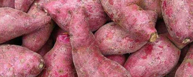 紫薯栽培技术要点