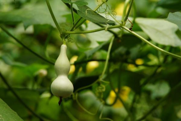 小葫芦的种植方法及技术要点（内含种植时间）