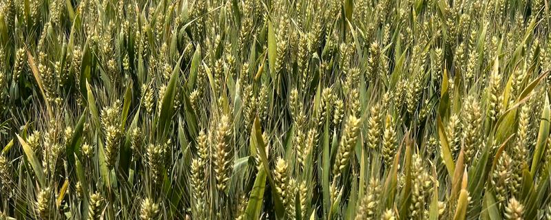 小麦的种植技术