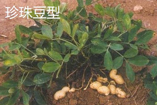 花生简介，原名落花生