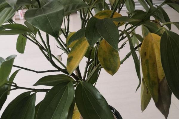 元宝树黄叶原因和处理方法，气温过低时可转移至室内