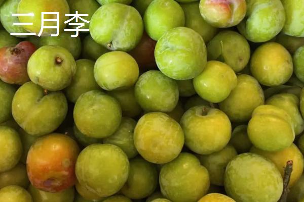 冰糖红李子品种简介，已有100多年的历史