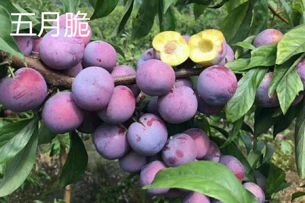 冰糖红李子品种简介，已有100多年的历史