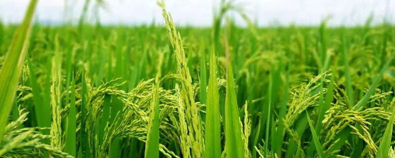 倍丰种业水稻品种有哪些
