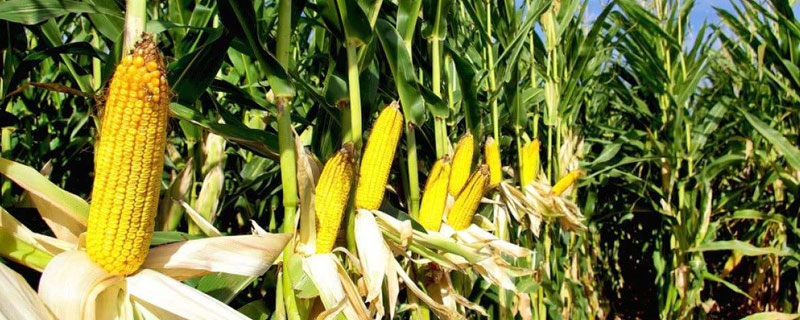 南方玉米种植技术