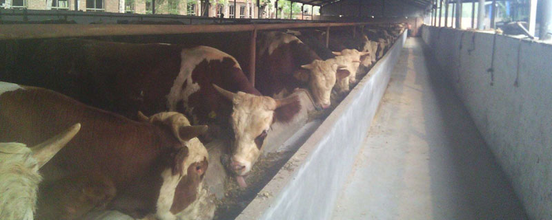 牛的饲料配方法