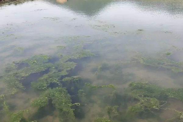 虾田里有青苔怎么办