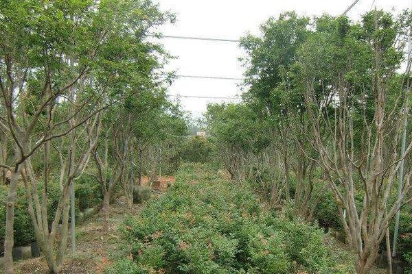 嘉宝果种植条件和区域