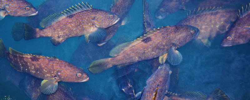 石斑鱼养殖周期和成本