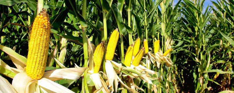 东农254玉米品种