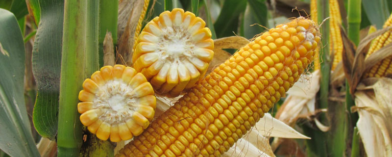mc703玉米种子特征特性